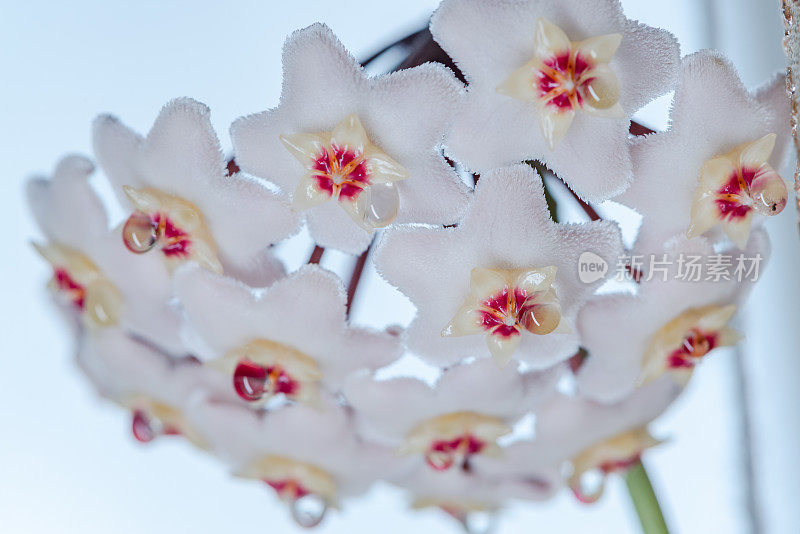 Hoya Carnosa花的特写，花吊灯，花蜜